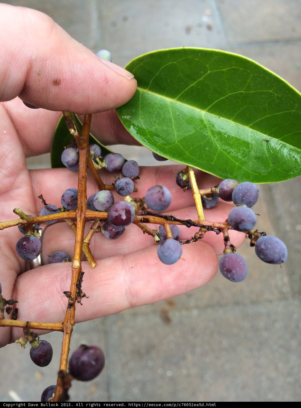 Berry Pickin'