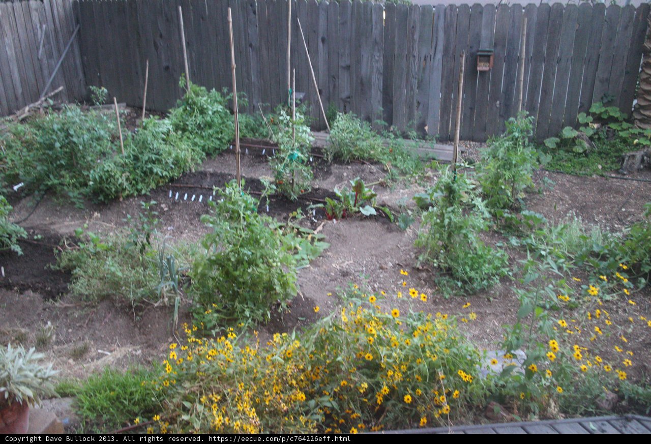 Serene Backyard Garden
