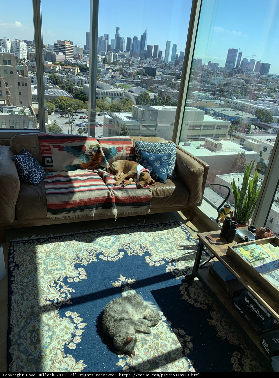 Cozy Living with Furry Friends