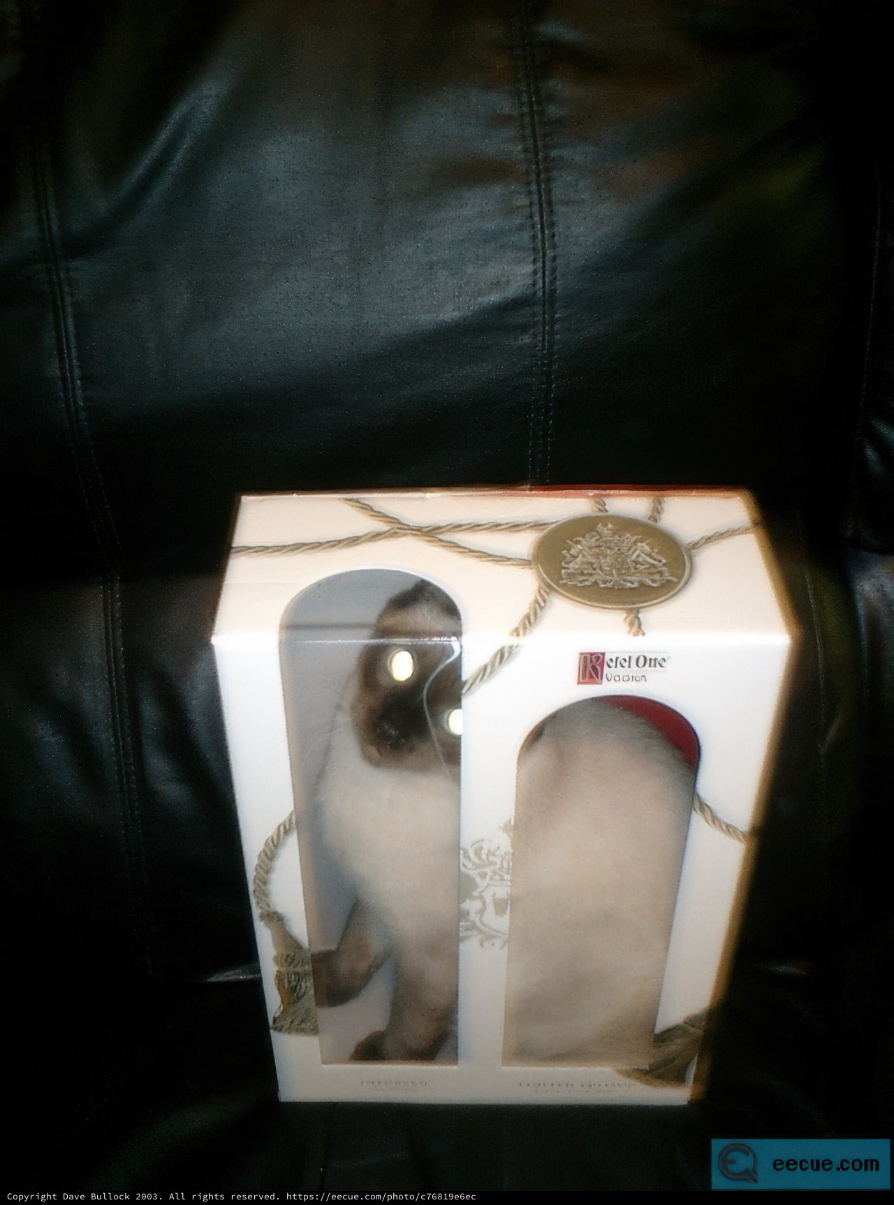 Boxed In Siamese Cat