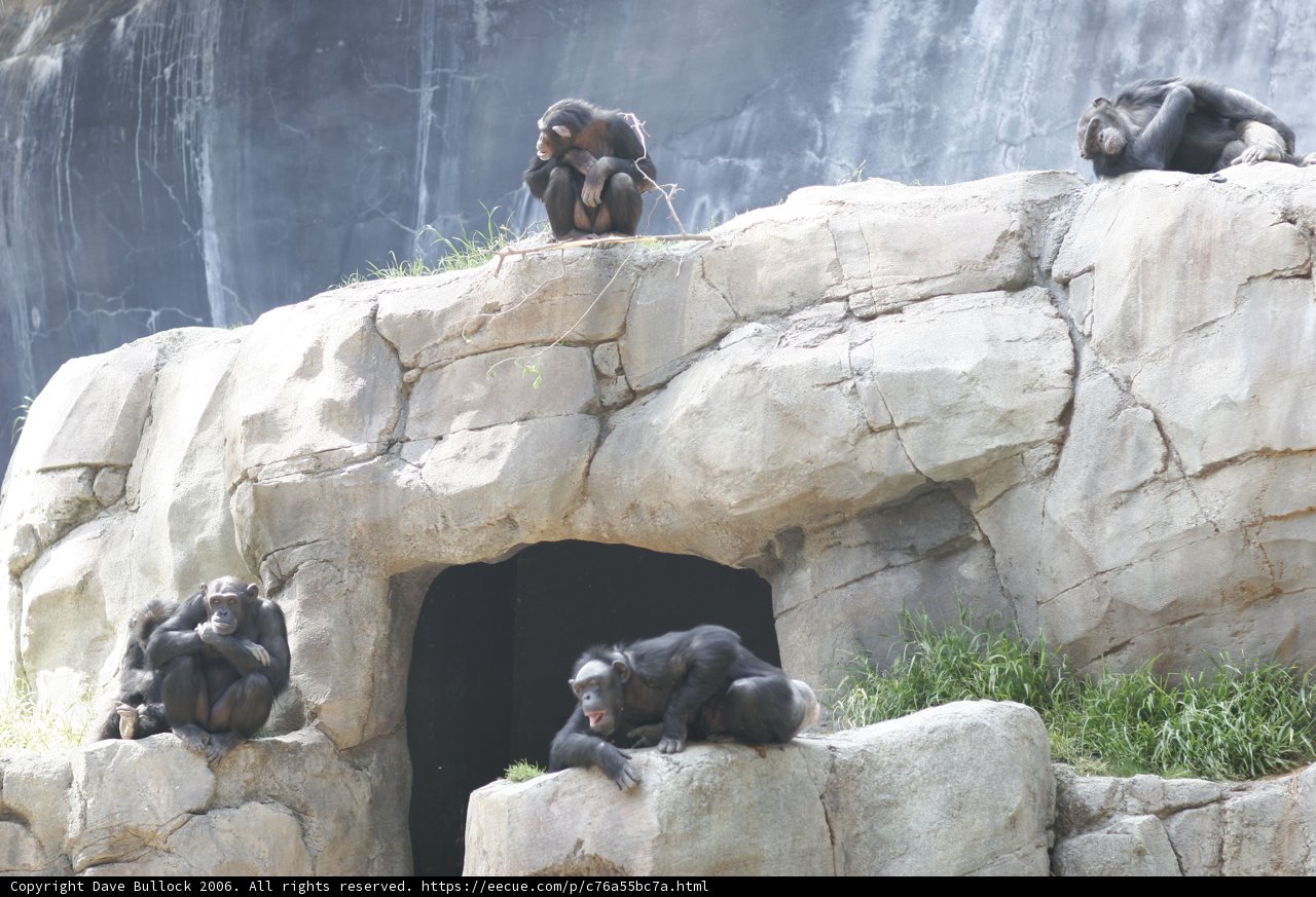 A Family of Apes Taking a Break