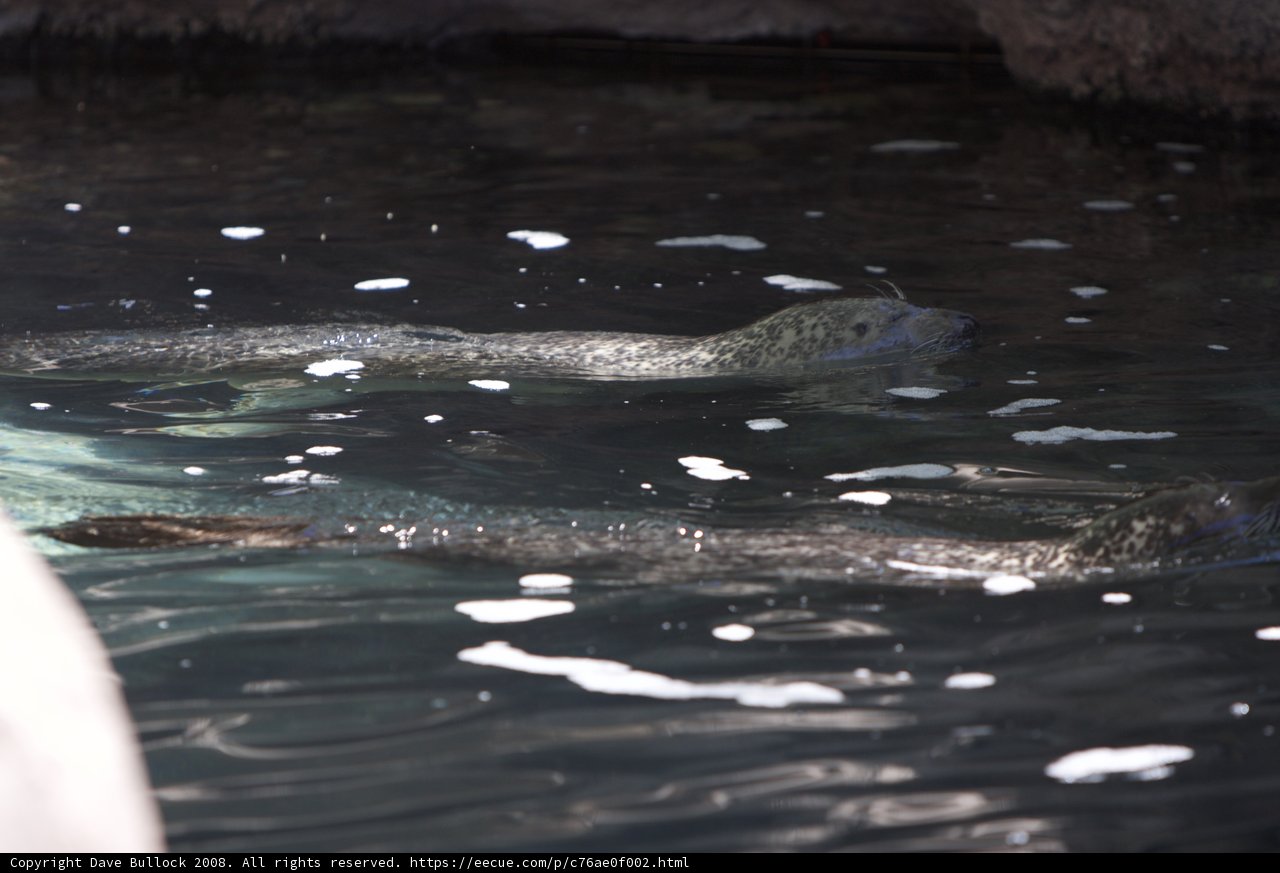 Playful Seals in the Water