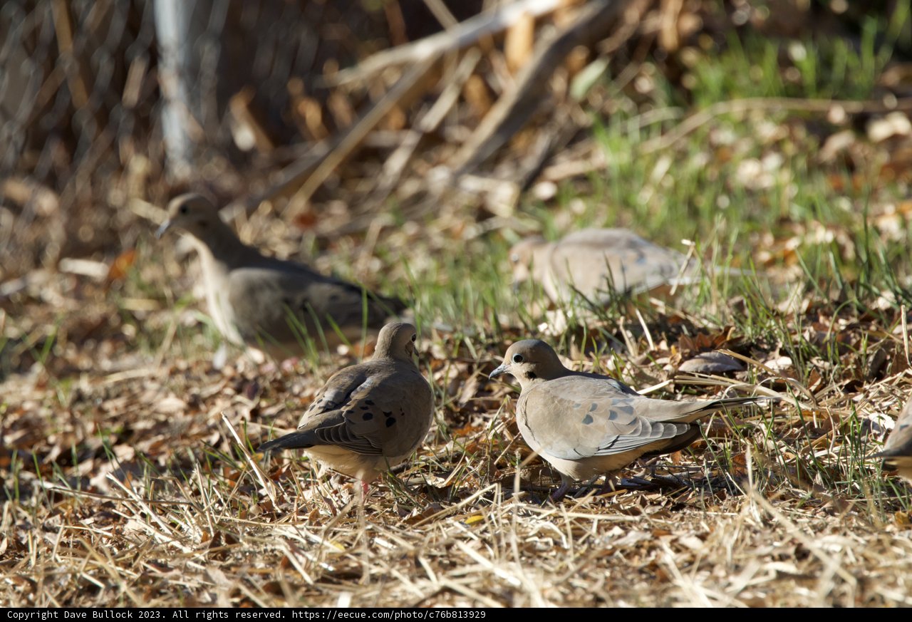 Gathering in the Green: El Sereno’s Feathered Friends