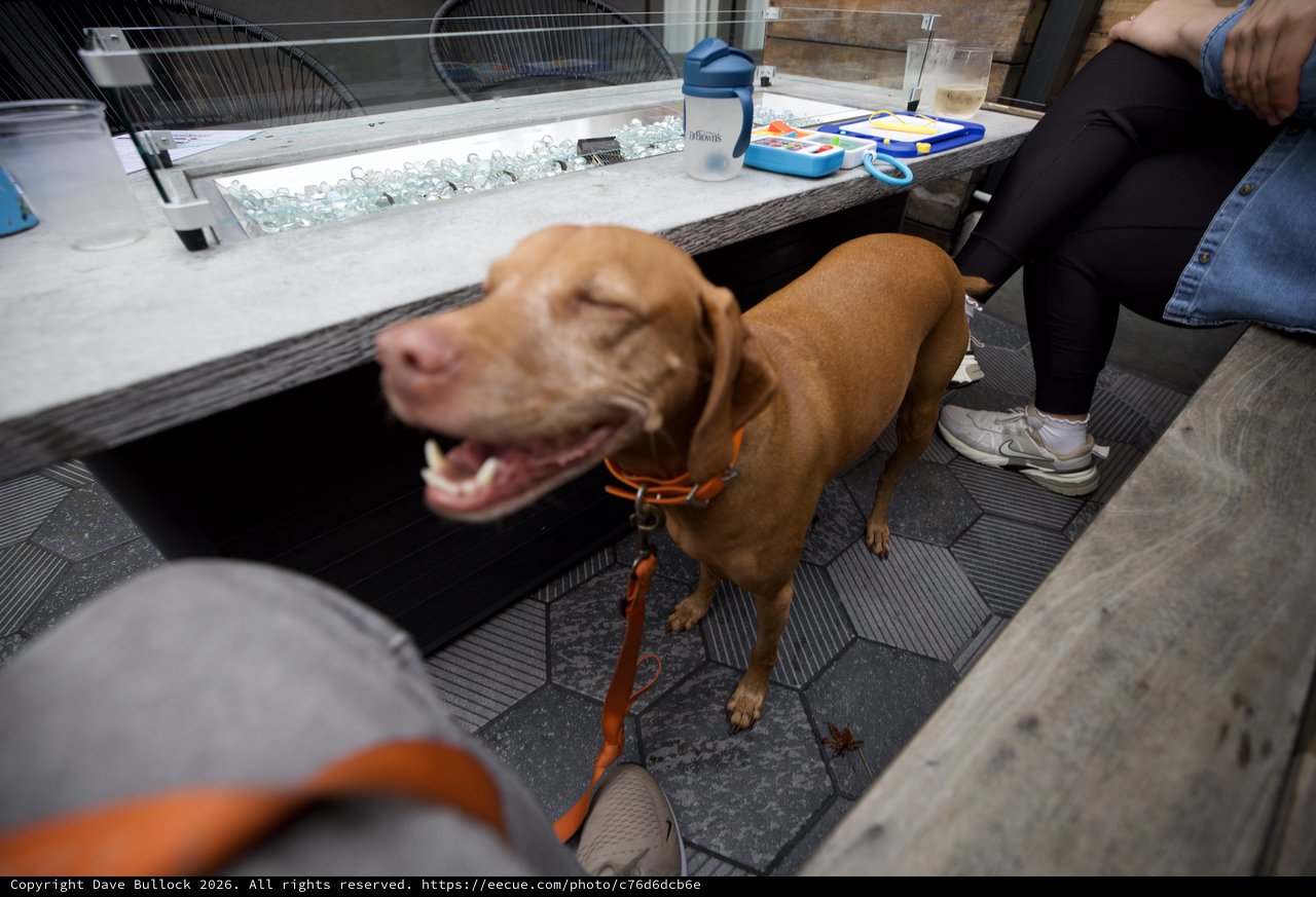 Happy Vizsla at Dog-Friendly Patio Restaurant