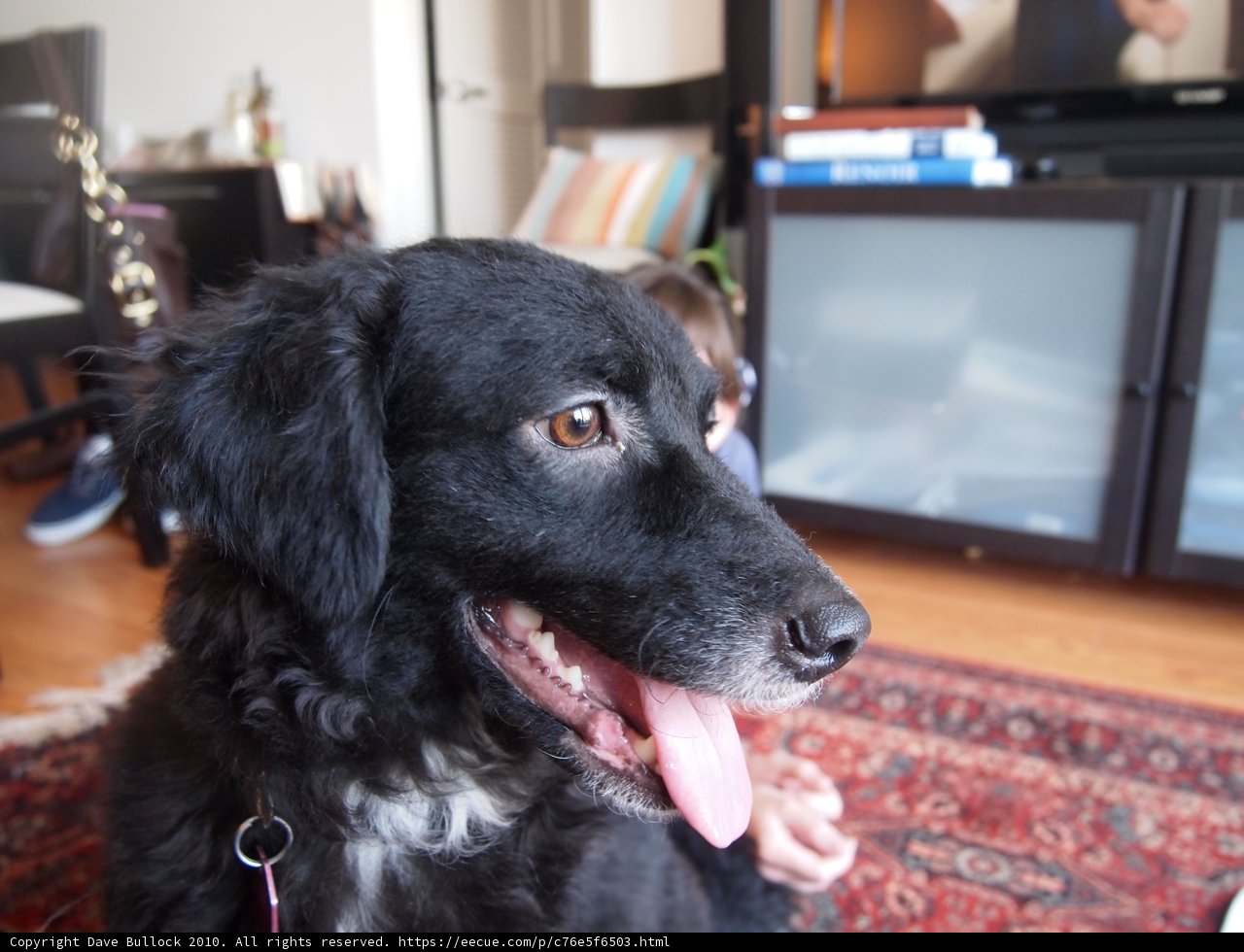 Black Labrador on Living Room Rug