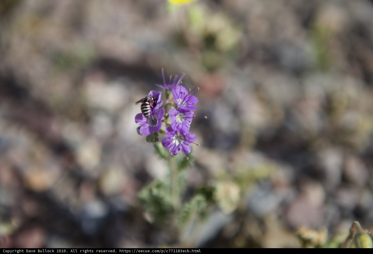 Bee Collecting Pollen from Purple Desert Flower
