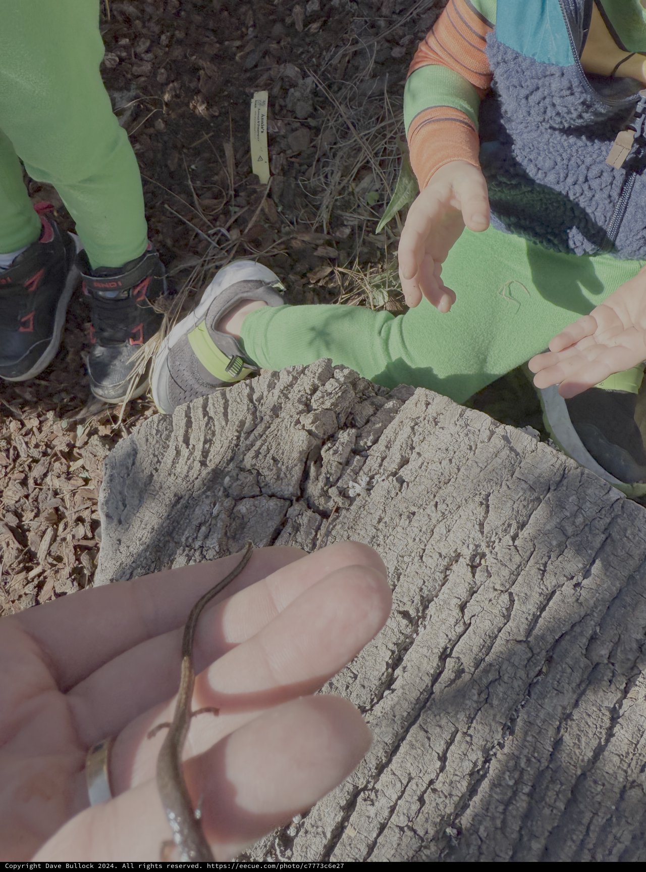 Children Examining Weathered Log in Nature
