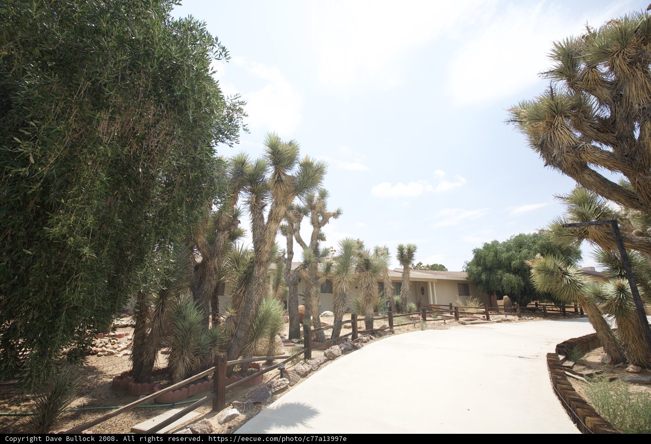A Secluded Pathway through a Joshua Tree Forest