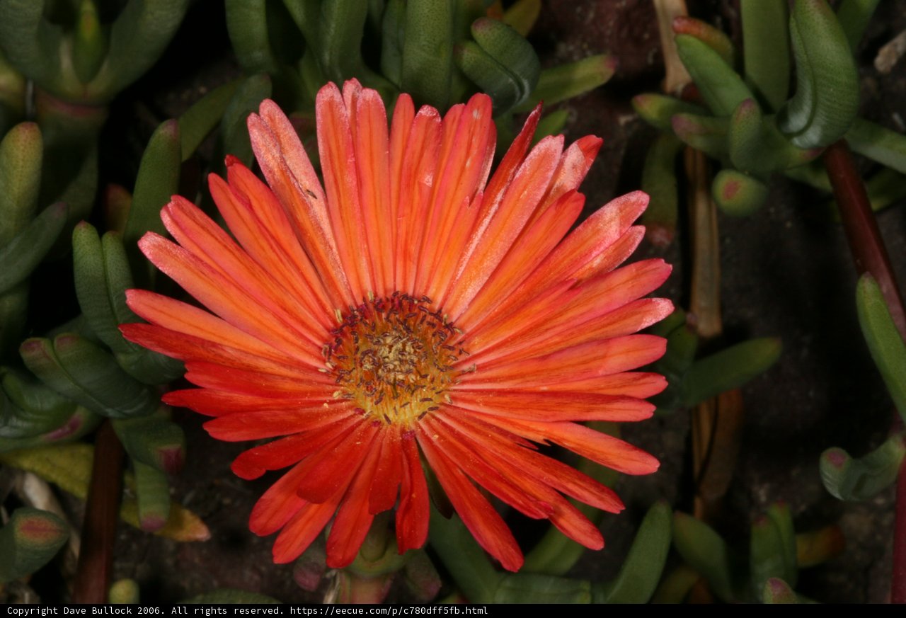 Solitary Daisy