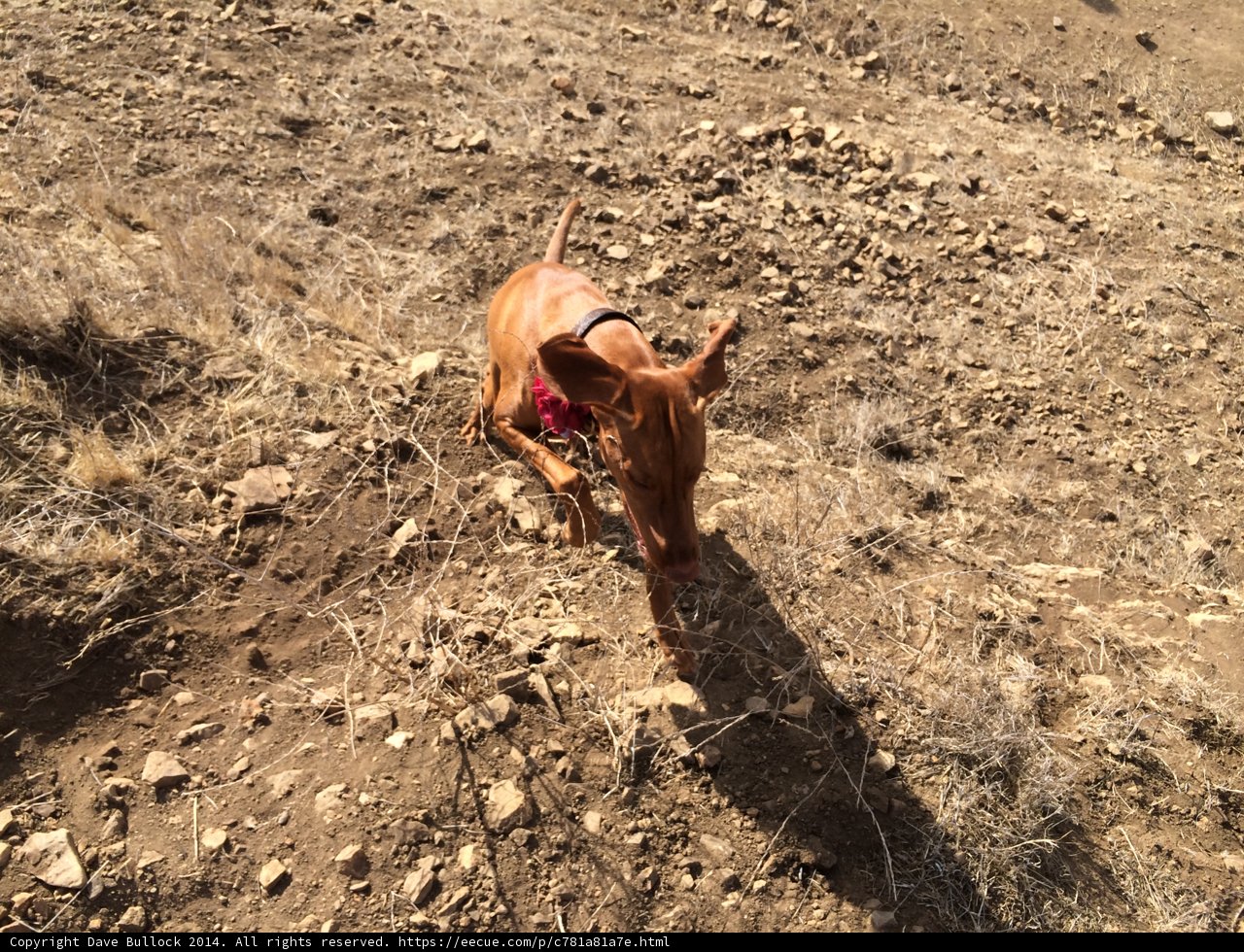 The Vizsla and the Hill