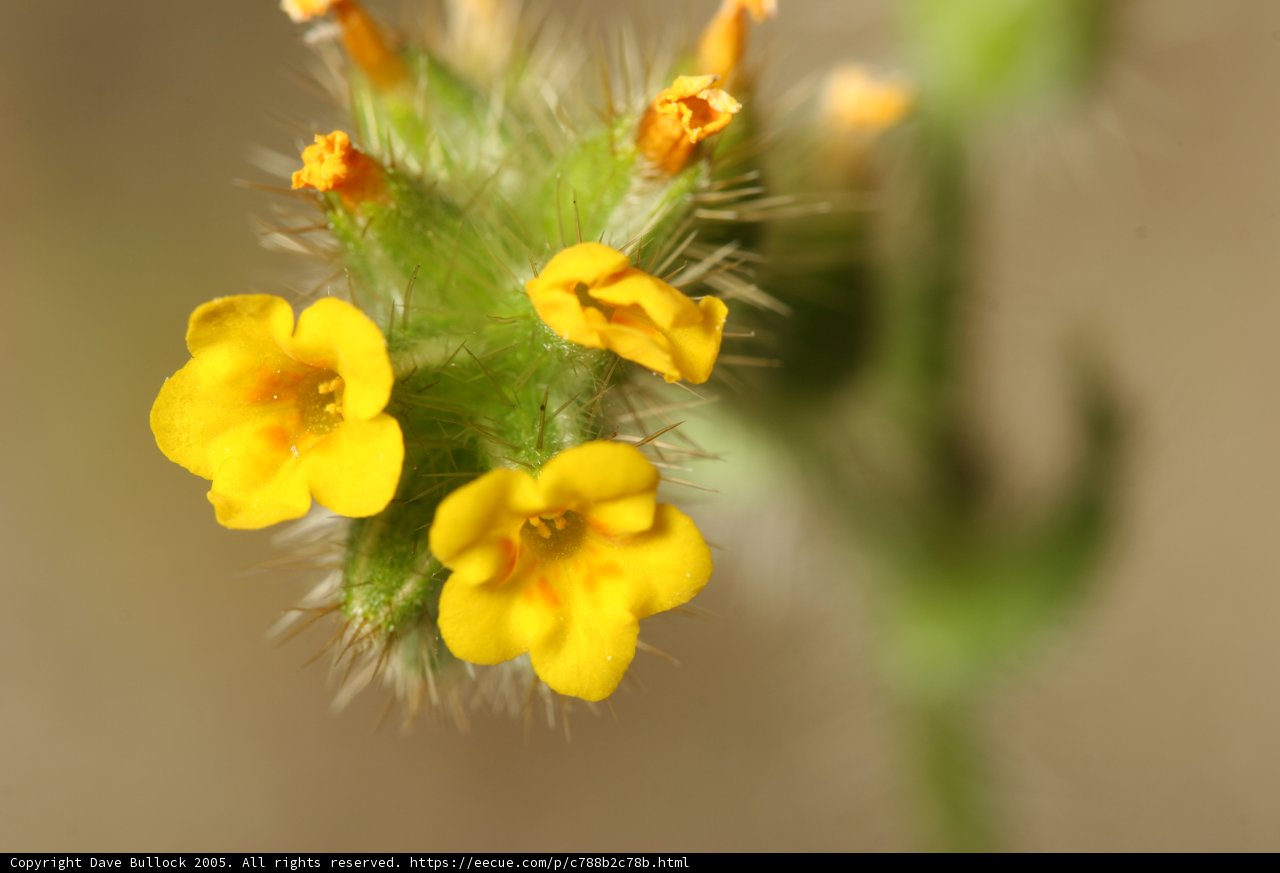 Vibrant Yellow Geranium Captivatingly Shows its Pollen