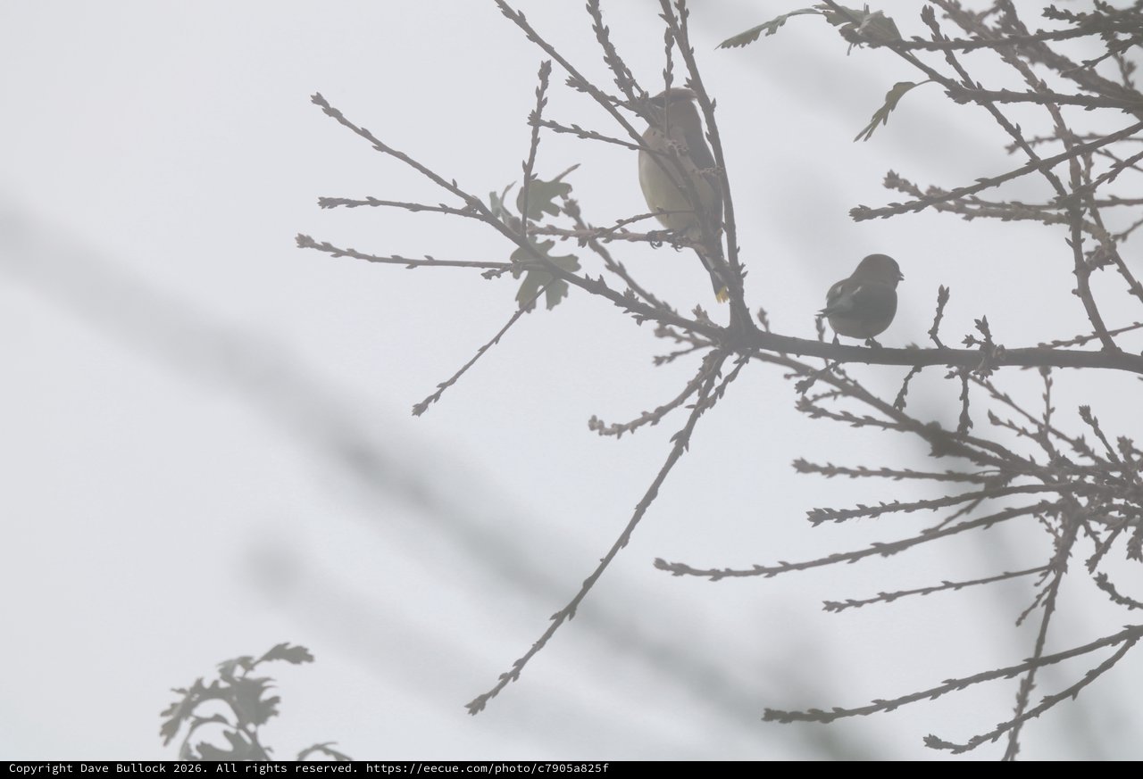 Two Small Birds Perched on Bare Winter Branches