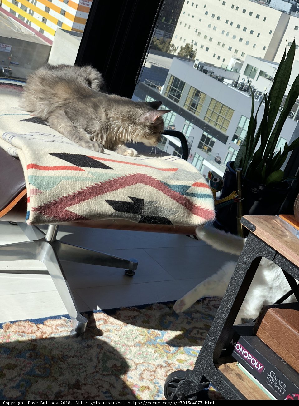 Cozy Cat Nap
