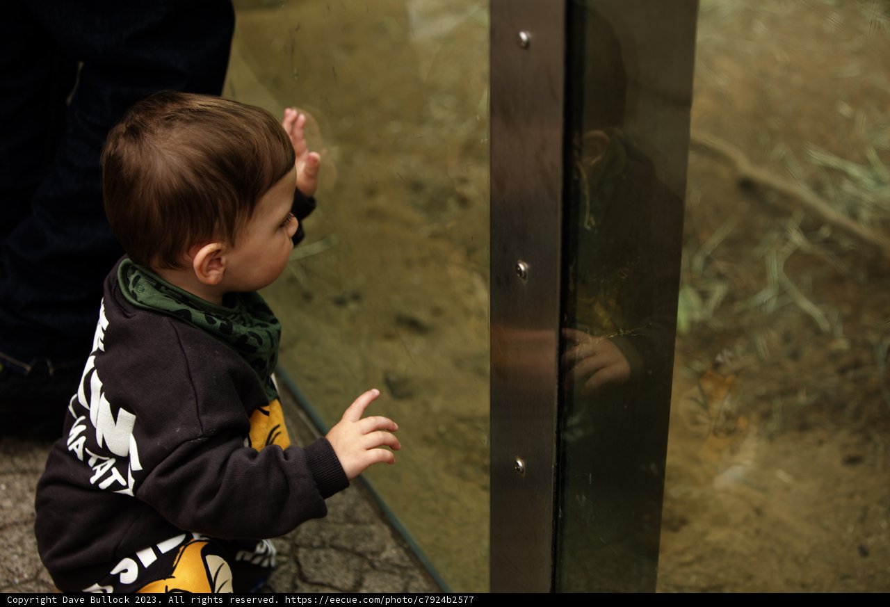 Fascination at the San Francisco Zoo
