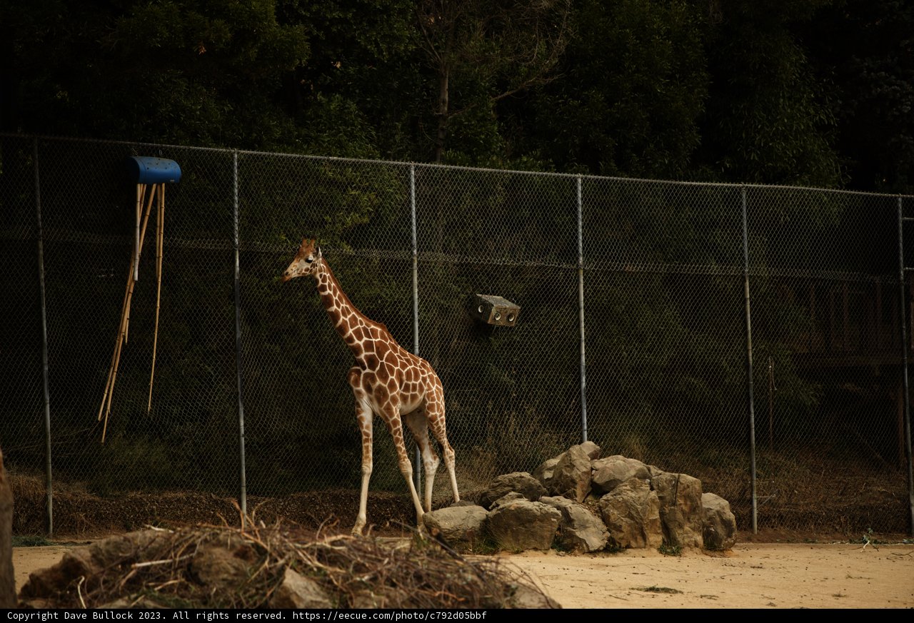 Majestic Day-Out - Oakland Zoo, 2023