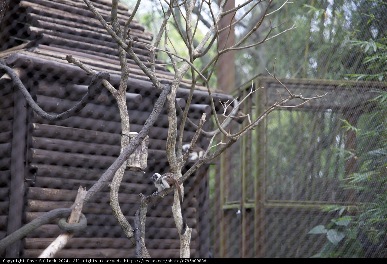Serene Solitude in Disneyworld's Animal Kingdom
