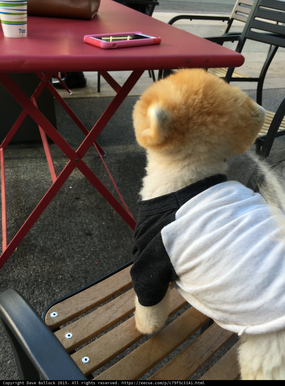 Jiff Looking Up