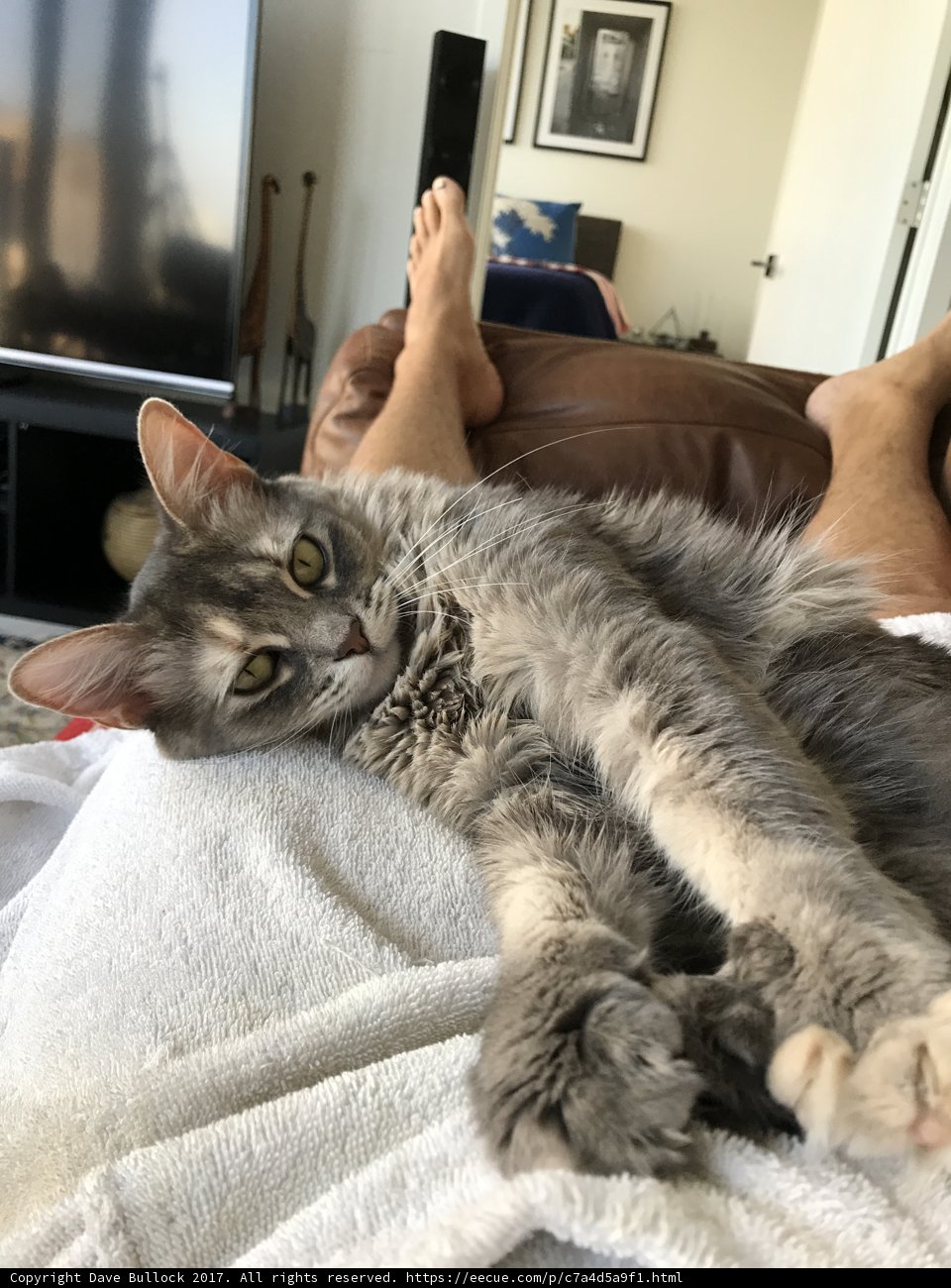 Cozy Companion