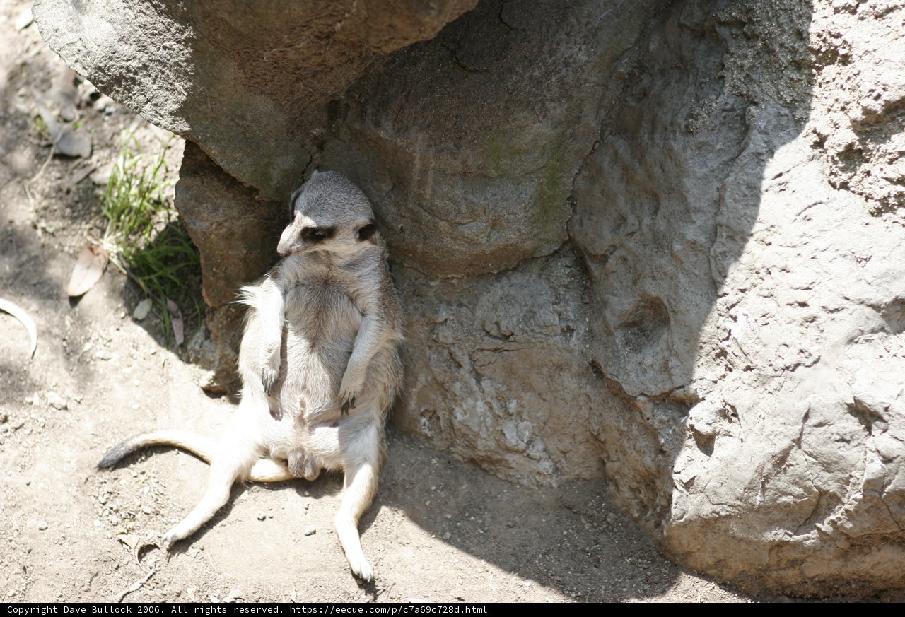 Meerkat Majesty