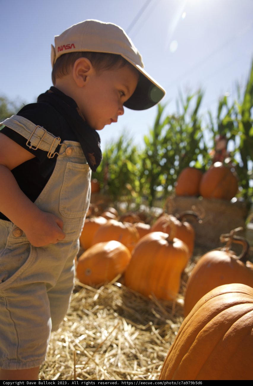 Wonder at the Pumpkin Patch: A Young Boy's Day Out