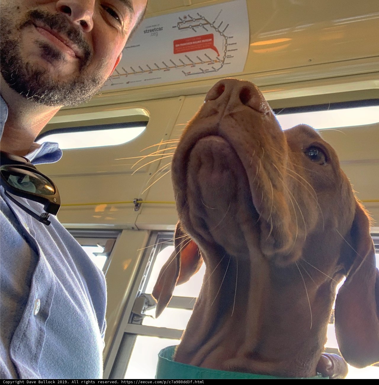 On the Bus with My Furry Companion