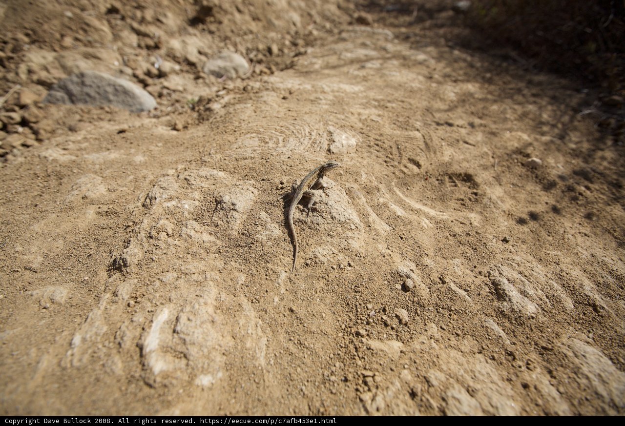 Roadside Reptile