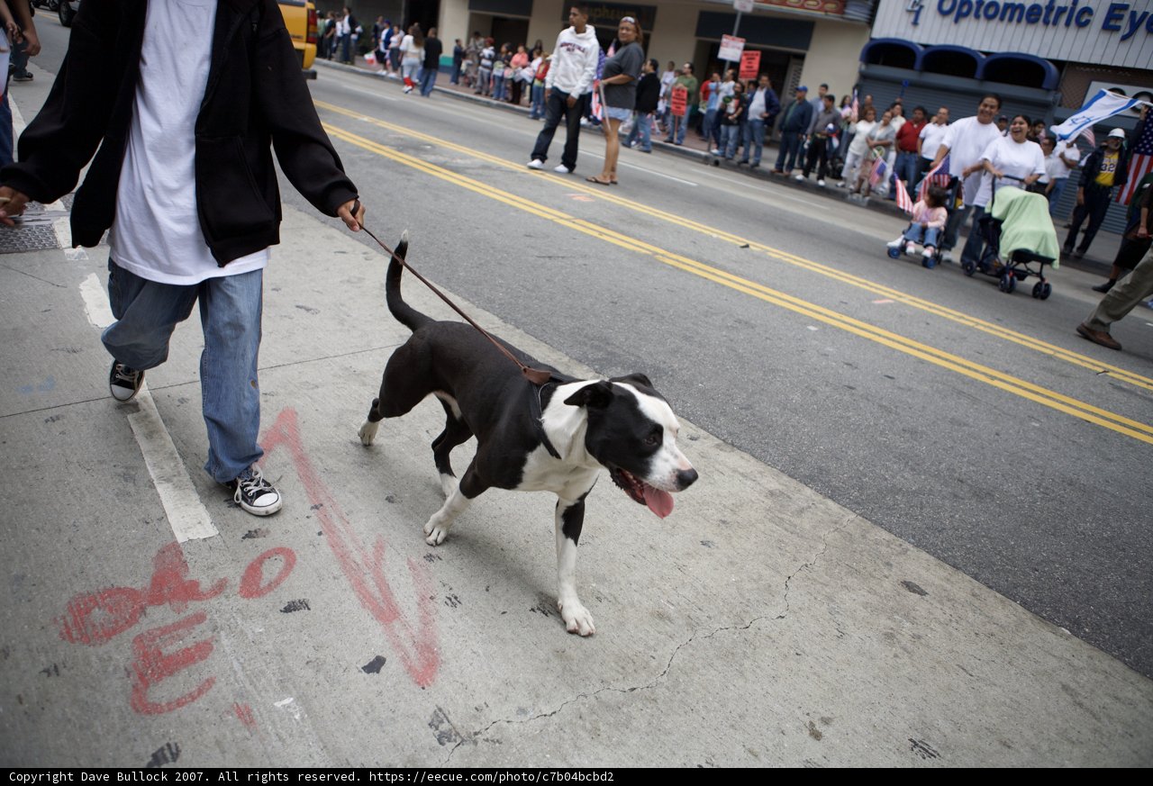 Man and his Canine Companion Take a Walk