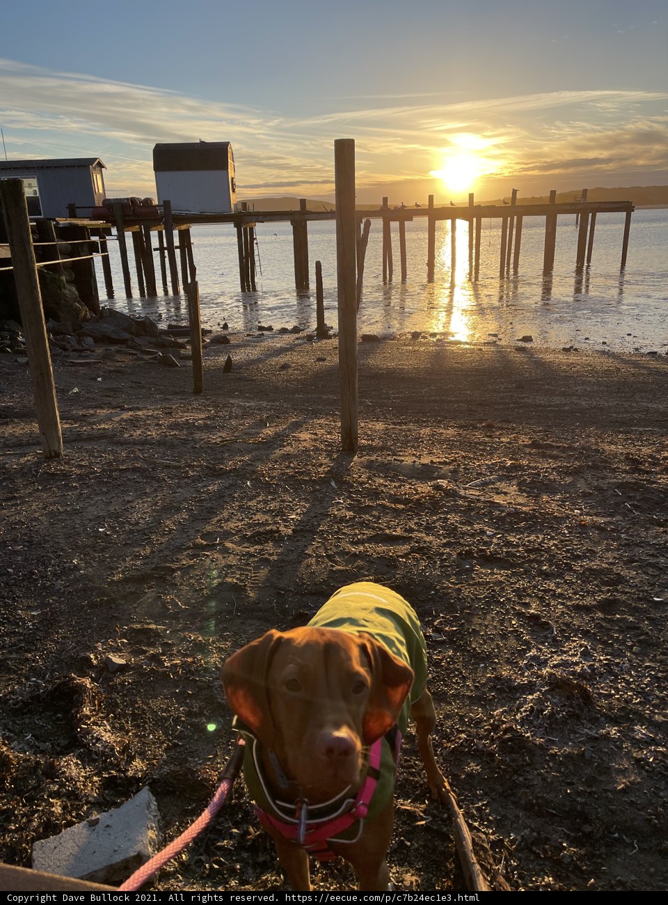 Sunset Beach Walk with Fido