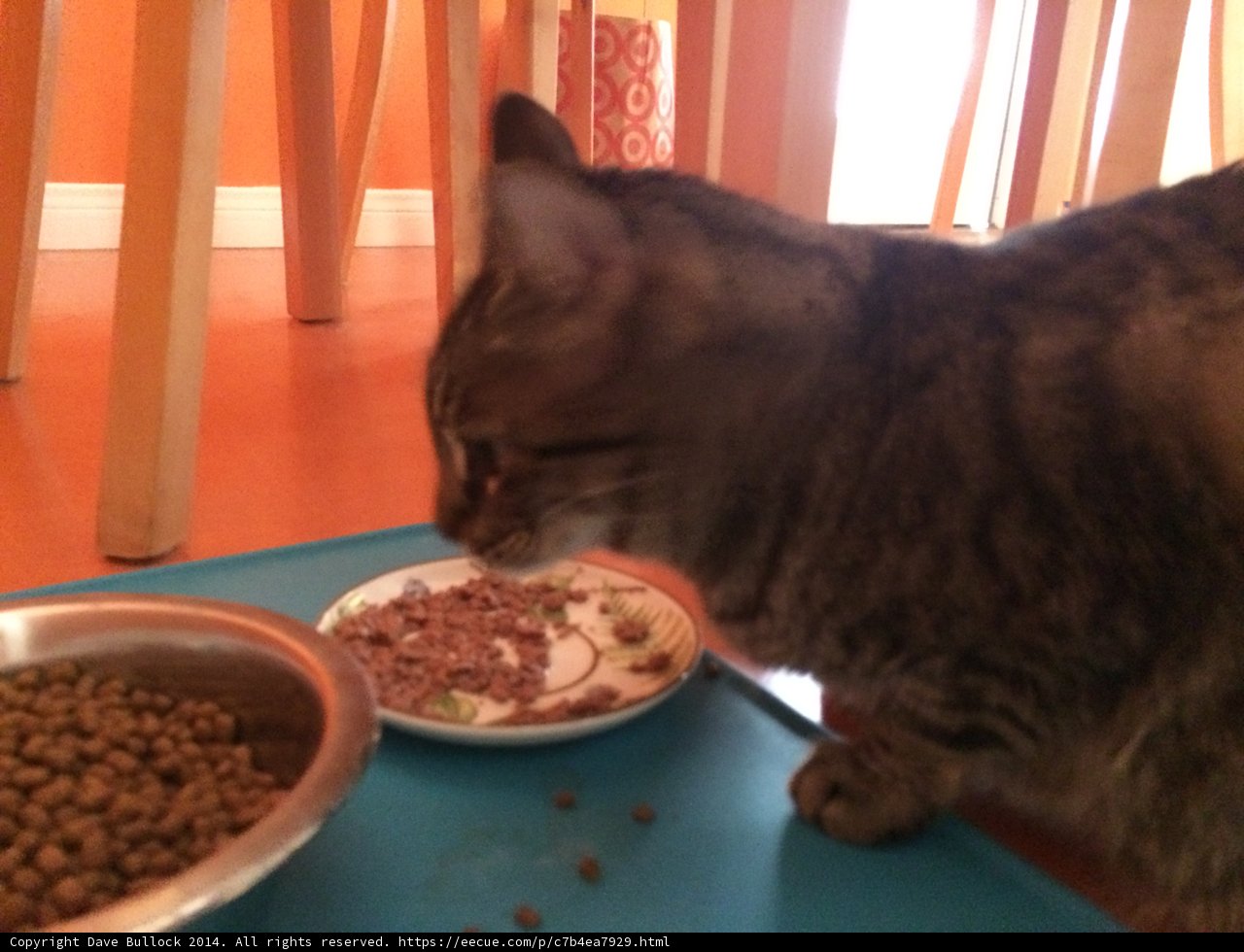 Hungry Manx cat enjoys a meal