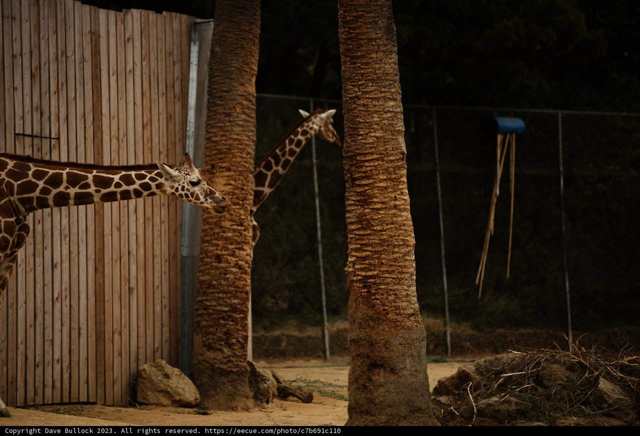 Gentle Giants of Oakland Zoo