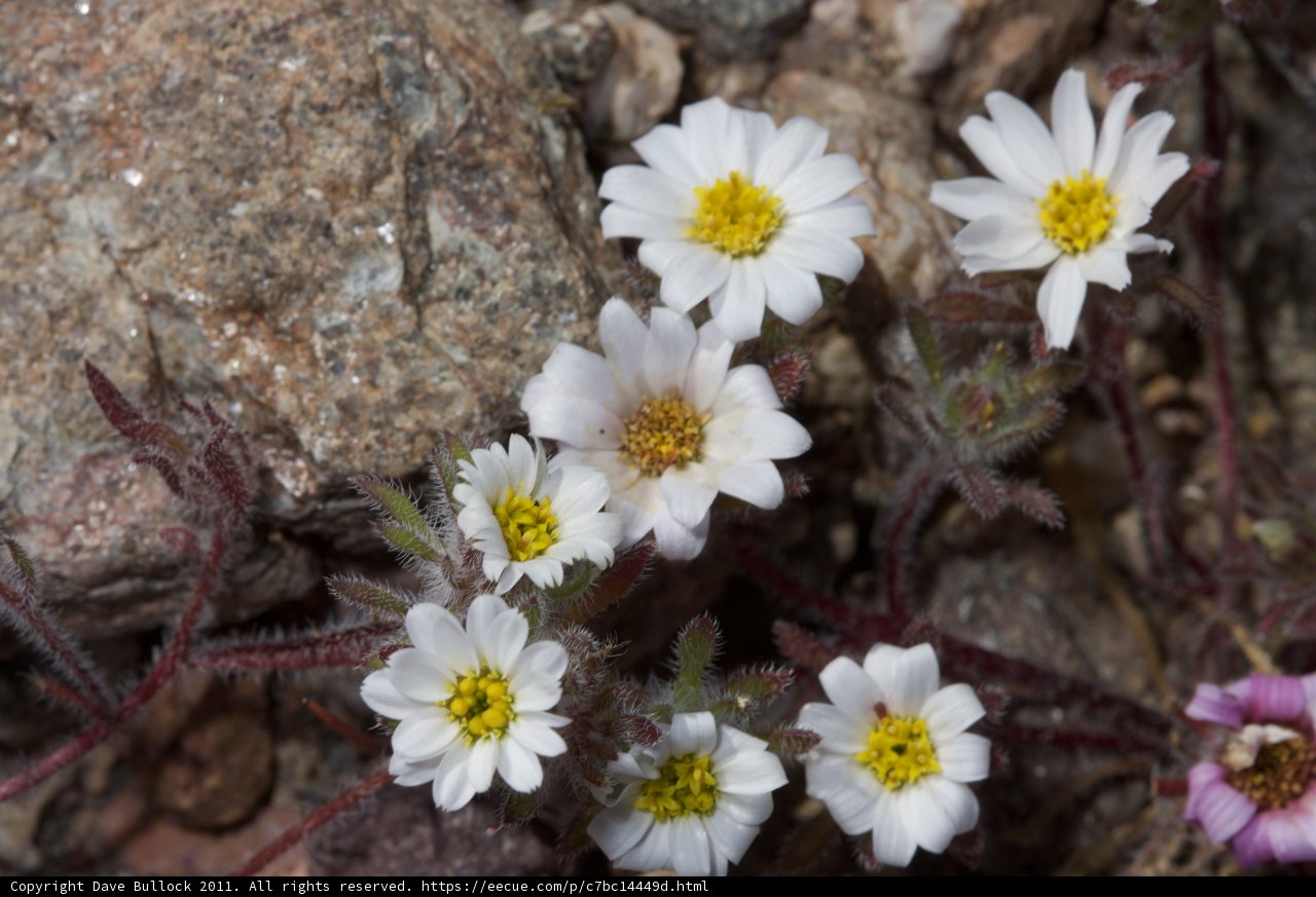 White Blooms Among Rocks