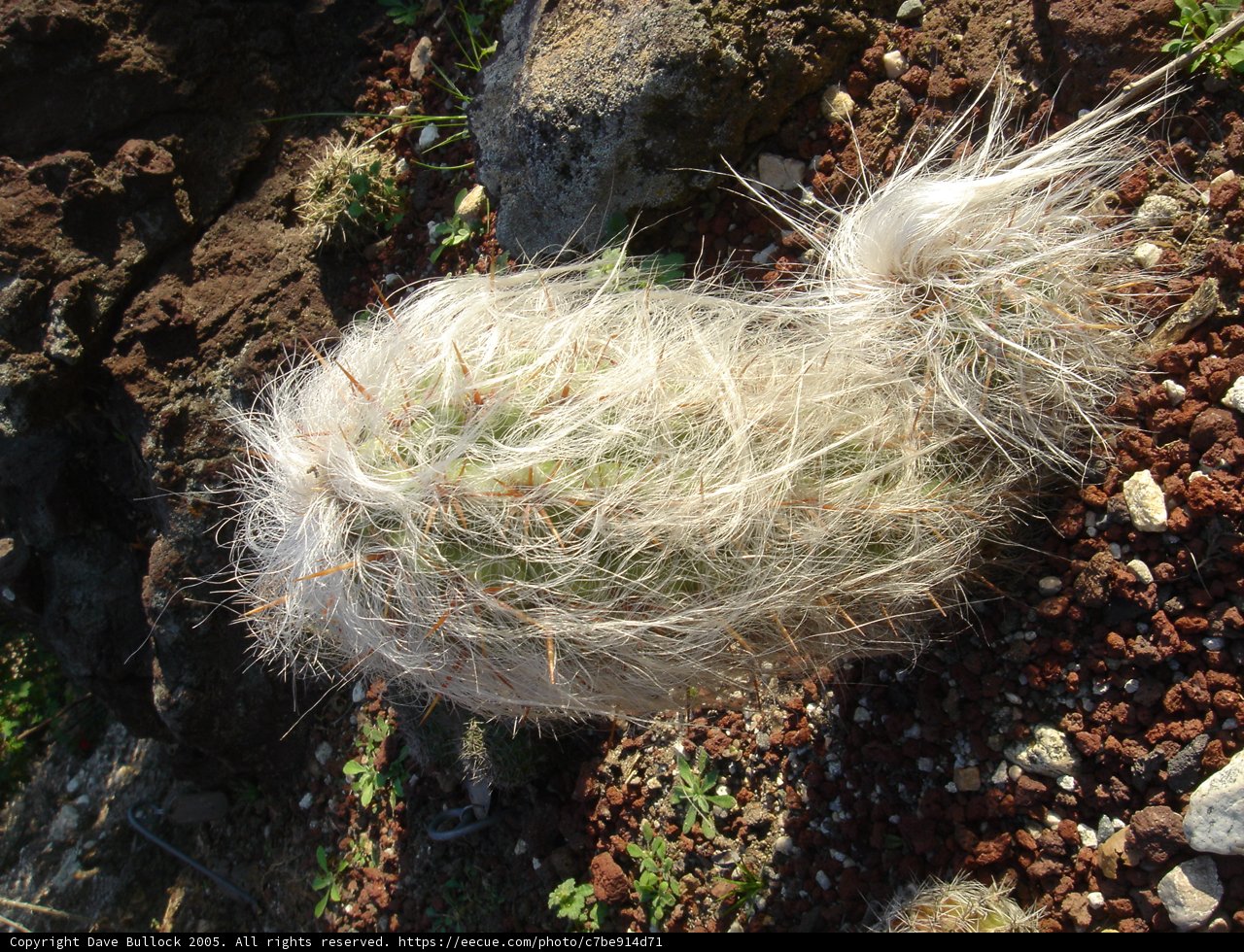 Hairy Cactus