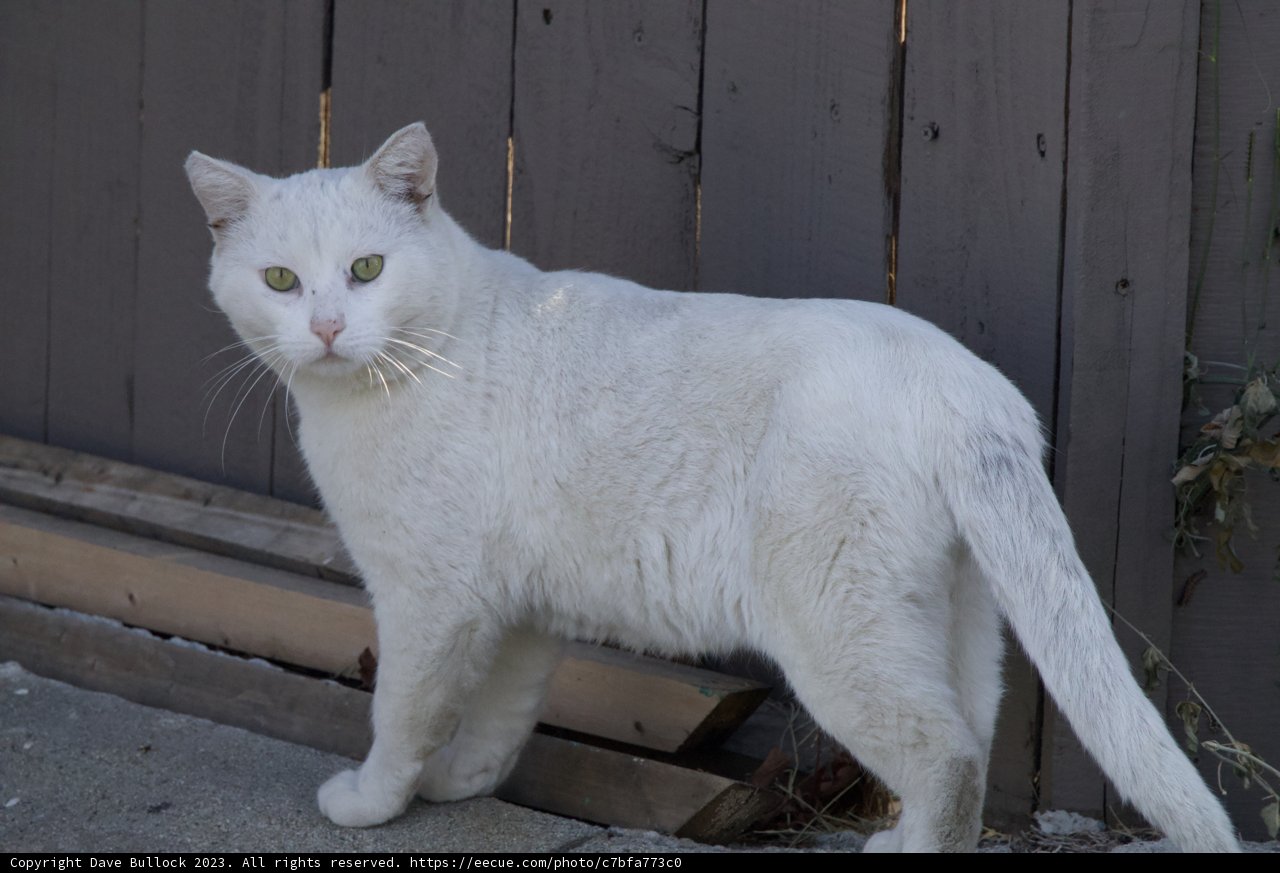 Charming Encounter: The El Sereno Wanderer