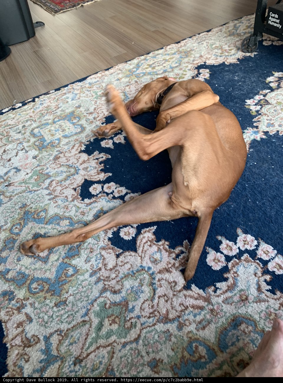 Happy Pup on Hardwood Rug