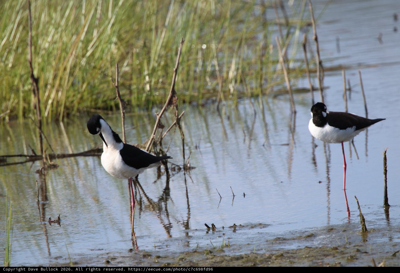 Black-necked Stilts Wading in Shallow Wetland Waters