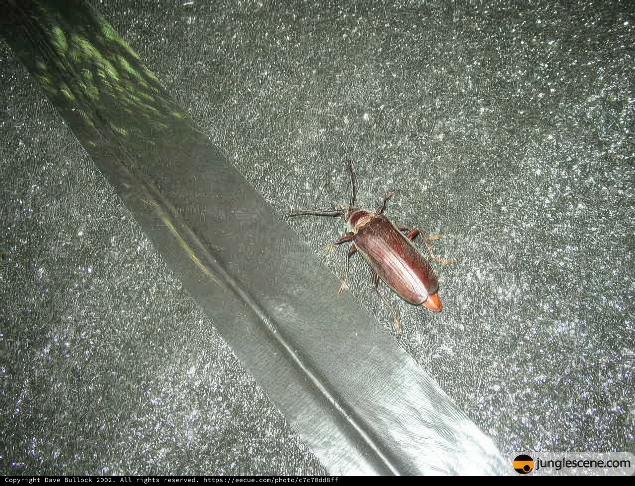 The Mysterious Antennae