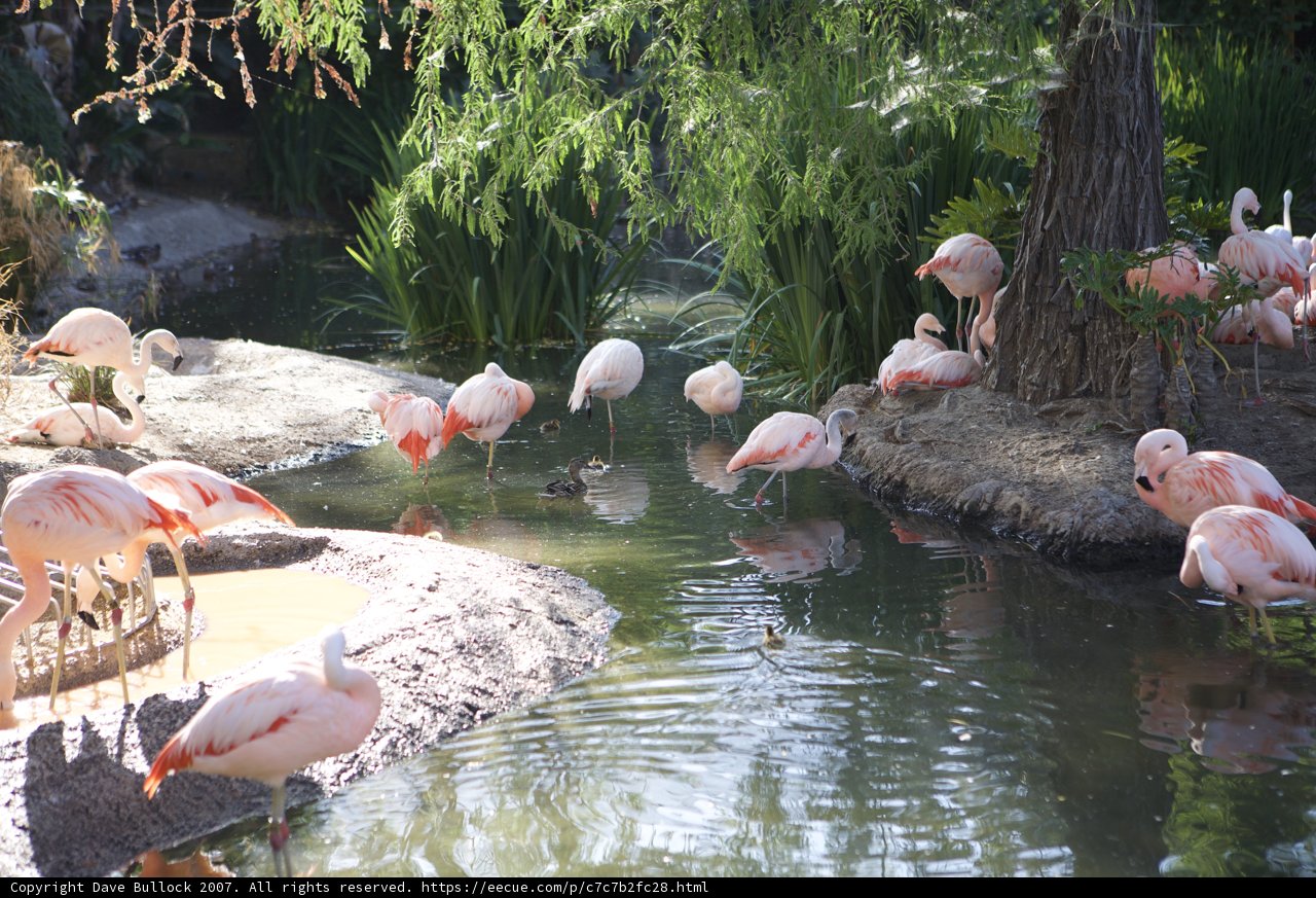 The Pink Flock