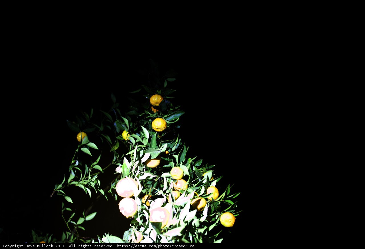 Bountiful Citrus Tree