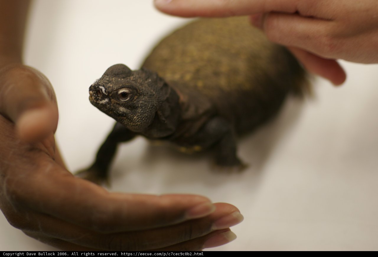Holding a Baby Box Turtle