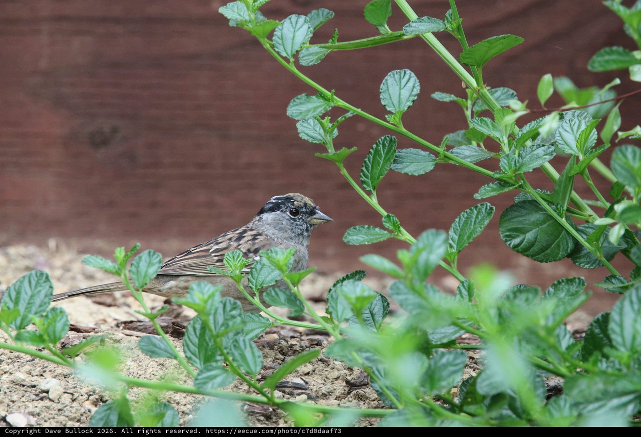 Golden-crowned Sparrow Foraging Among Garden Foliage
