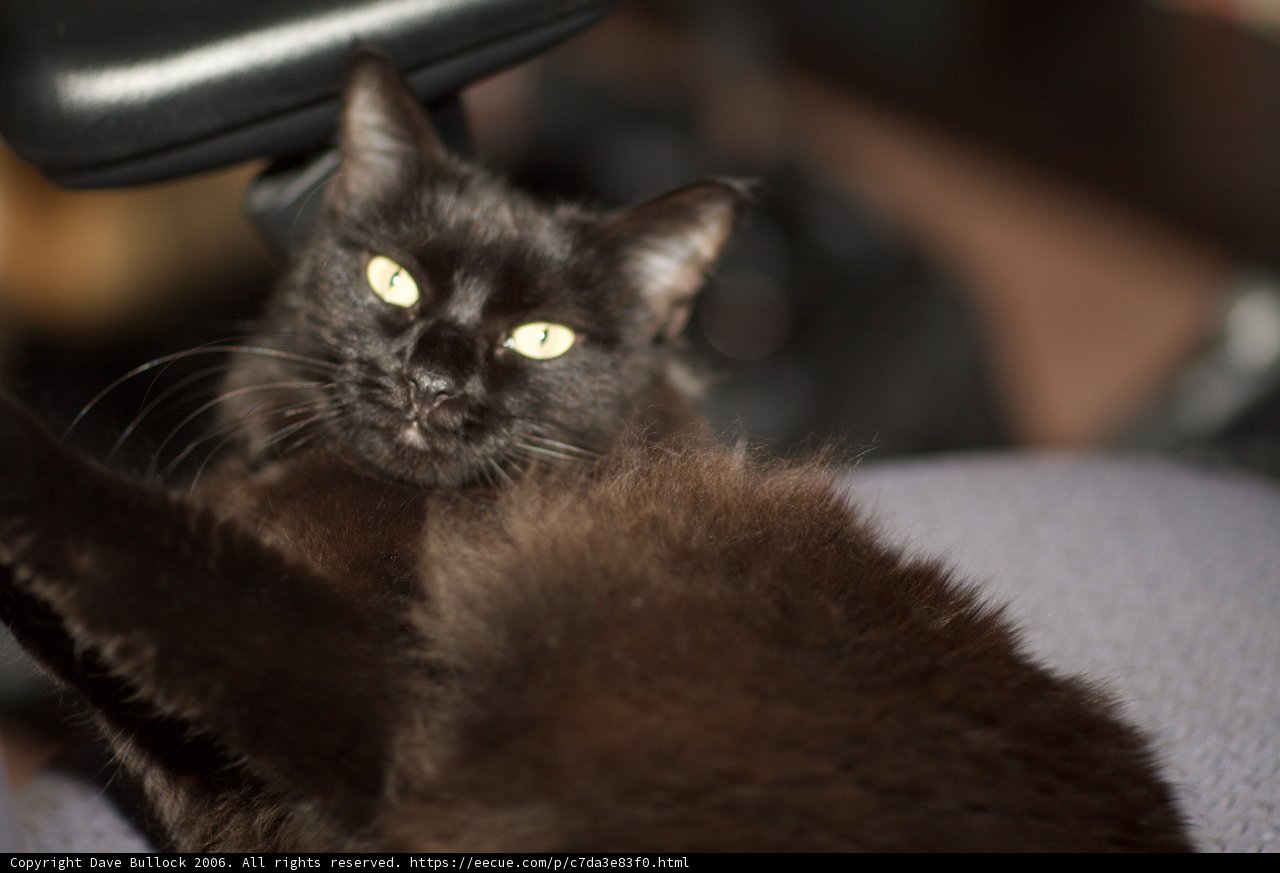 Resting Feline