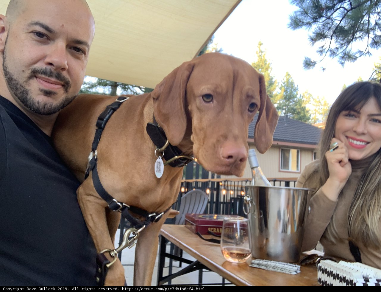 A Dog-Friendly Dining Experience