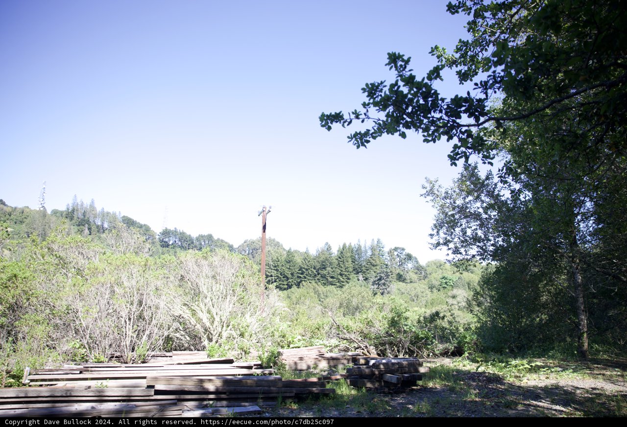 Serene Woodland Clearing