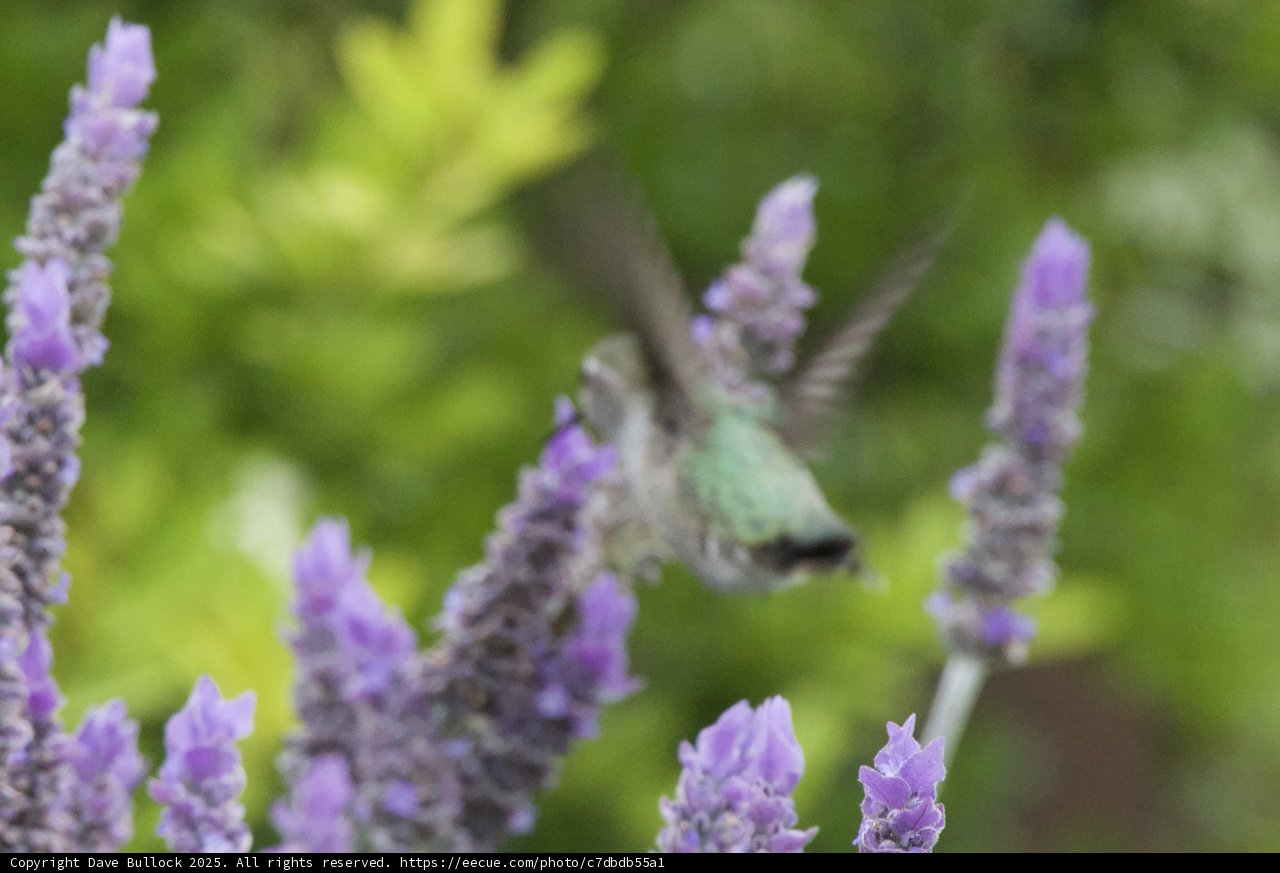 Dance Among the Lavender