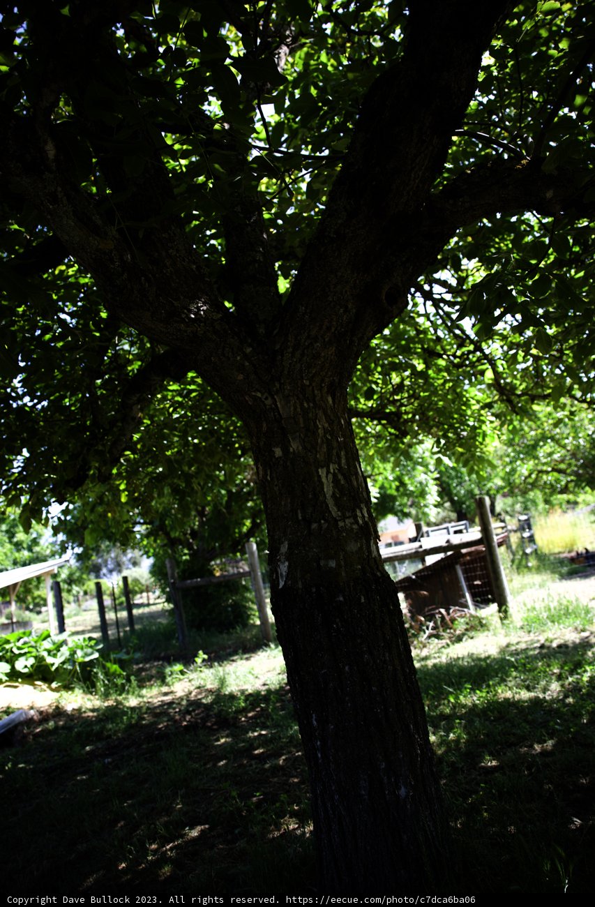 A Serene Green Corner