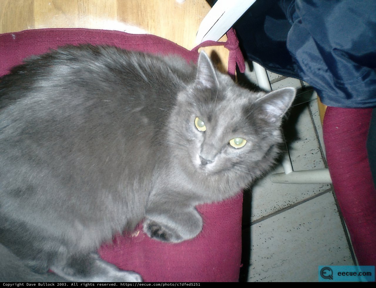 The Gray Feline