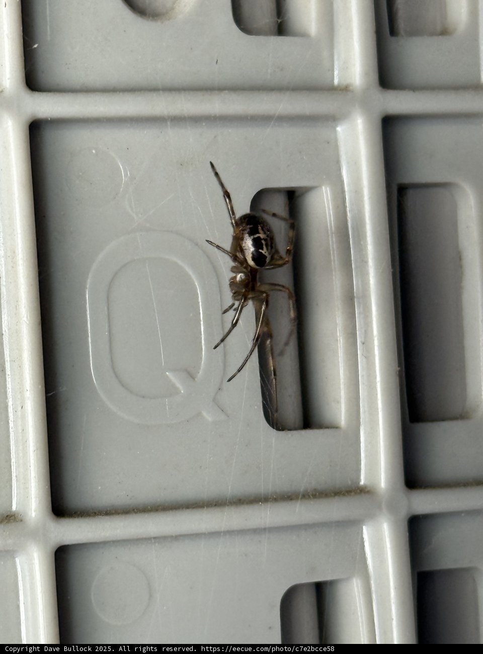 Unexpected Visitor