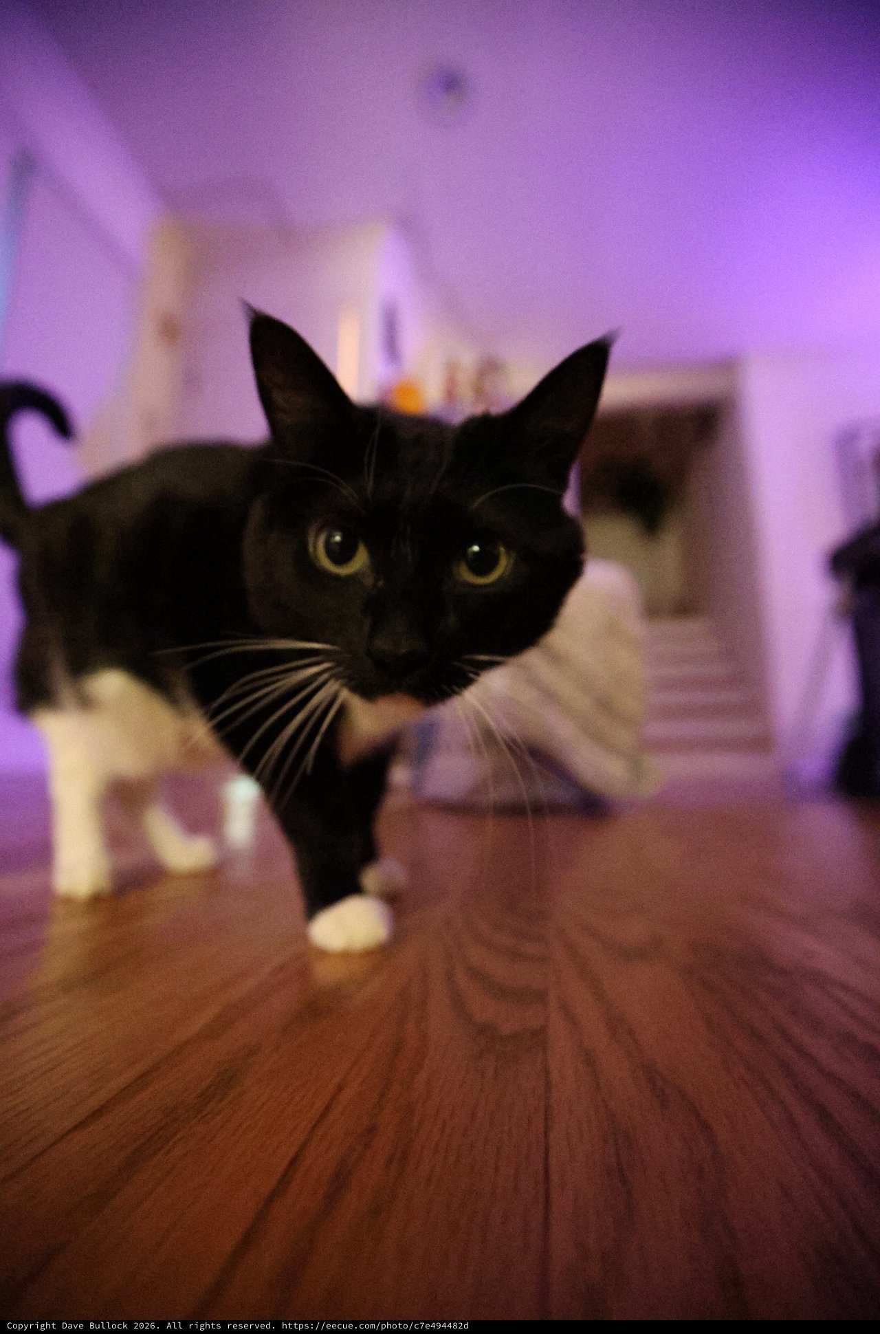 Alert Black and White Cat in Purple-Lit Room
