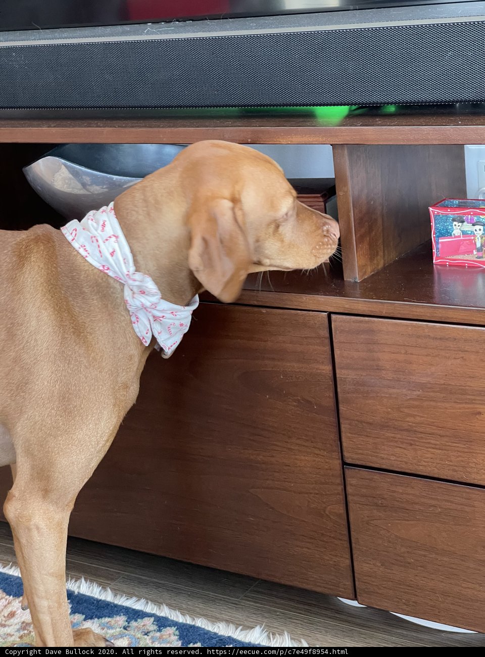Dapper Vizsla