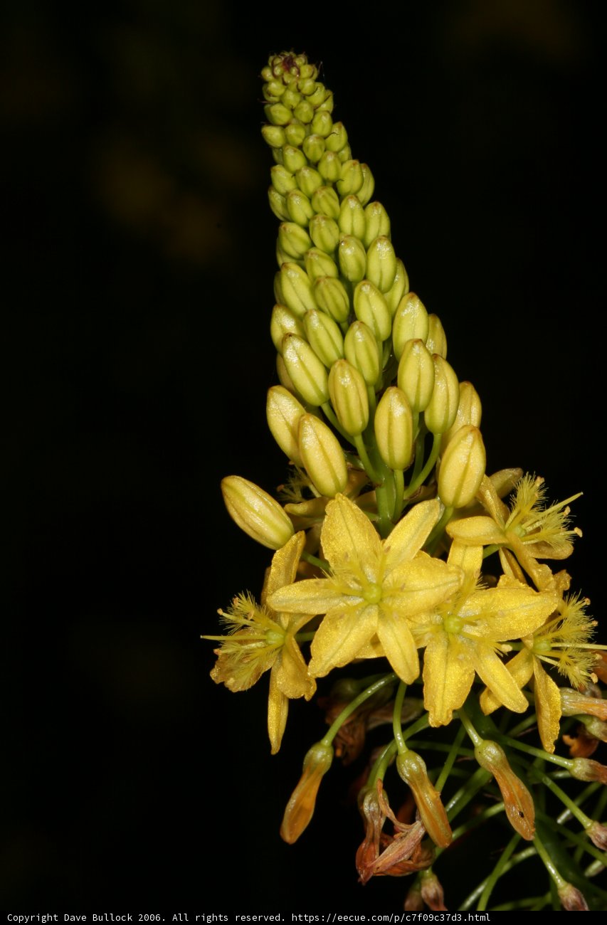 Sunny Bloom